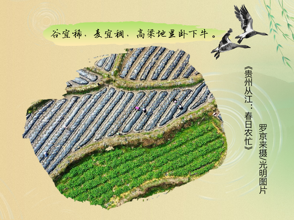 不负春光不误时！一图尽赏农谚里的春耕图景