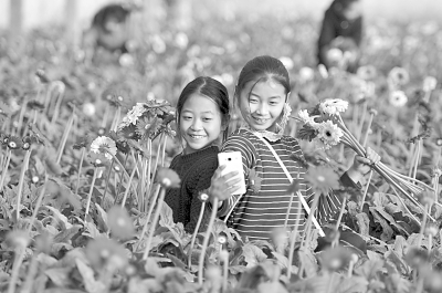 鲜花采摘游 鲜花采摘游