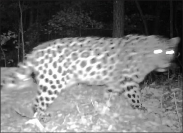 吉林珲春:首现东北豹家族 吉林珲春:首现东北豹家族