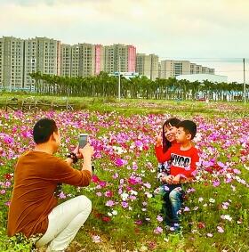 格桑花开得正艳 吸引游人赏花拍照