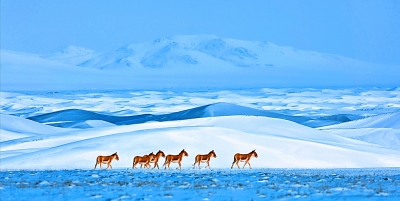 从“护”到“建”再到“治” 青海三江源保护持续升级 从“护”到“建”再到“治” 青海三江源保护持续升级