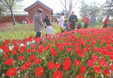 开封市天波杨府景区花朵吸引众多游客