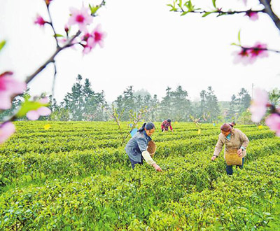 清明节前采茶忙