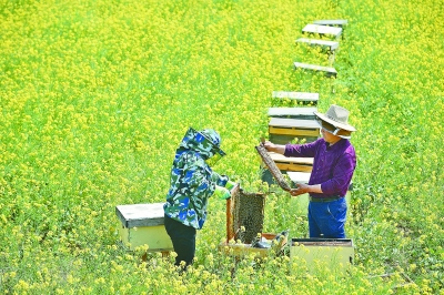 追花寻蜜