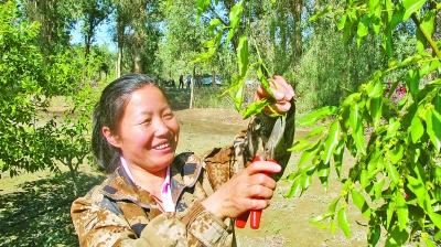 绿色生态林 变成摇钱树