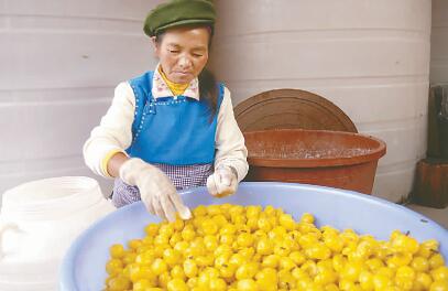 好生态让彝家山寨更“甜蜜”