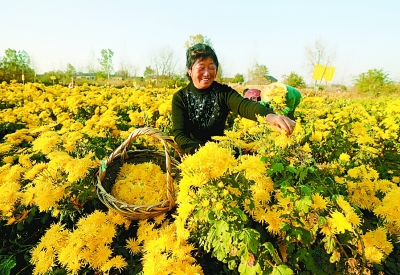 【领航新征程】安徽全椒：全域旅游惠民生乡村振兴添活力