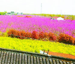 在都市遇见“桃花源”
