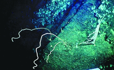 我国科学家在南海甘泉海台首次发现冷水珊瑚群