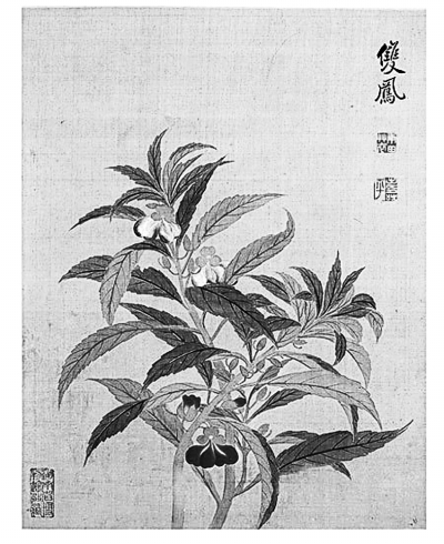 凤仙花小记 凤仙花小记