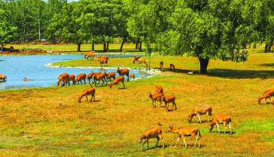溯京南文脉 传古苑风韵——北京大兴全力推进南海子文化建设 溯京南文脉 传古苑风韵——北京大兴全力推进南海子文化建设