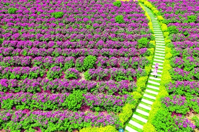 青岛即墨：党建引领 开出“致富花”结出“幸福果”