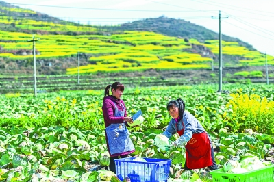 一号文件怎么学？专家为你“划重点”