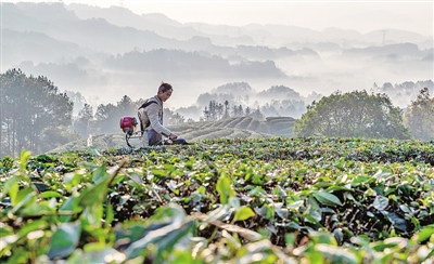 重庆茶农在云雾茶田平剪修枝