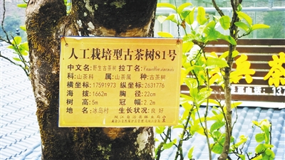 茶产业托起云南民族地区脱贫致富梦 茶产业托起云南民族地区脱贫致富梦