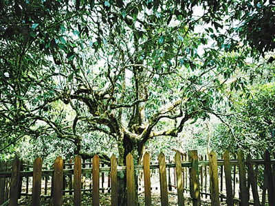 茶产业托起云南民族地区脱贫致富梦 茶产业托起云南民族地区脱贫致富梦