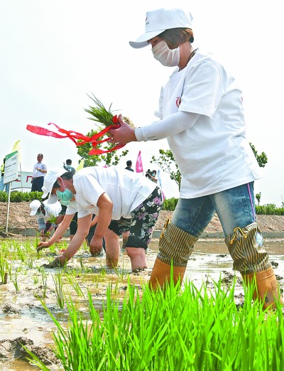 全国九地海水稻联动插秧