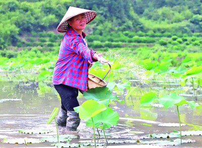 江西宜黄打通农民绿色脱贫致富路