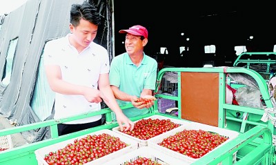 小小西红柿 宽宽致富路