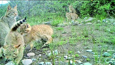 祁连山:五只荒漠猫罕见同框 祁连山:五只荒漠猫罕见同框