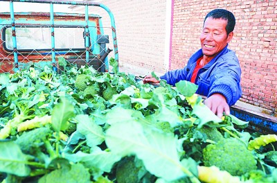 特色种植 助民增收——内蒙古自治区太仆寺旗边墙村的脱贫之路