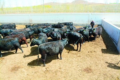 特色种植 助民增收——内蒙古自治区太仆寺旗边墙村的脱贫之路