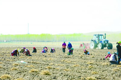 特色种植 助民增收——内蒙古自治区太仆寺旗边墙村的脱贫之路