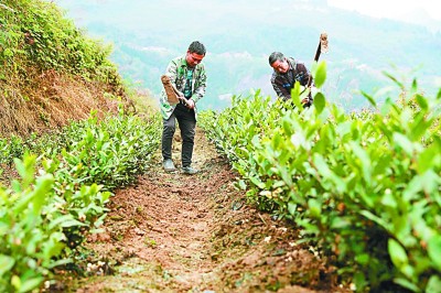 “茶”“菜”发力 致富加速——贵州省普安县卡塘村的脱贫之路