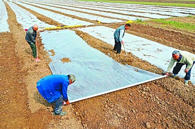 种养产业助民乐——安徽省利辛县朱集村的脱贫之路