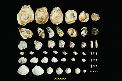 8000年前的海岸故乡——宁波井头山遗址发现记