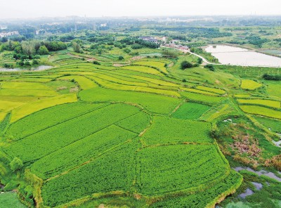 喜看麦田千重浪