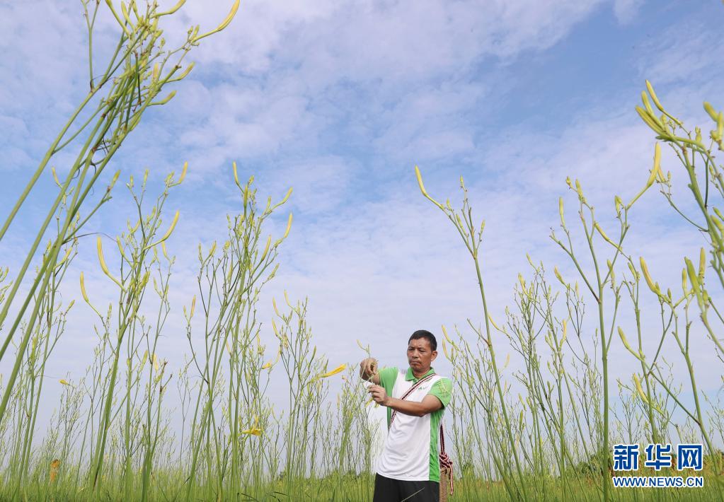 湖南祁东：黄花菜丰收富农家