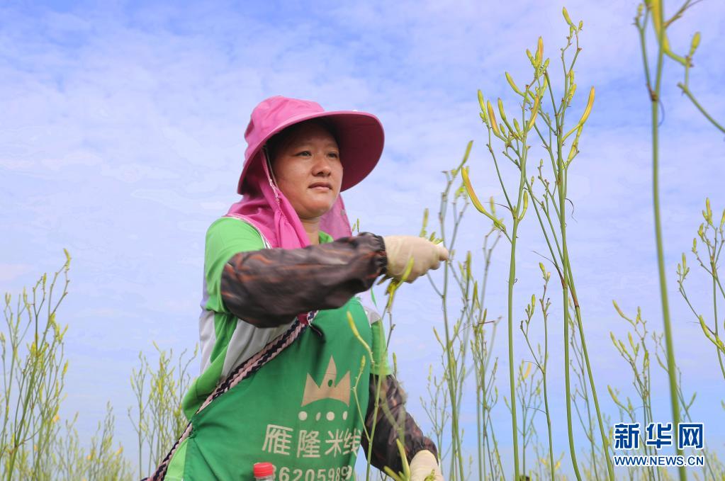 湖南祁东：黄花菜丰收富农家