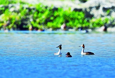 守护雪域高原生灵草木、万水千山