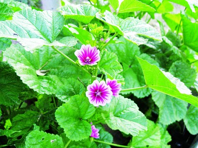 “青青园中葵”是什么葵 “青青园中葵”是什么葵