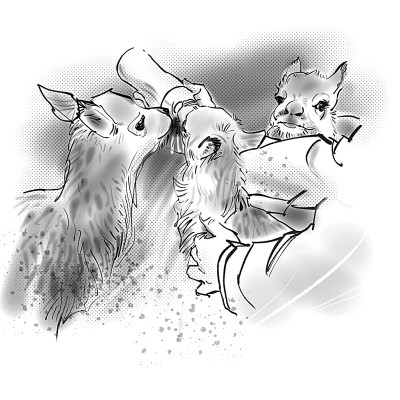 在可可西里,寻找父辈的踪影 在可可西里,寻找父辈的踪影