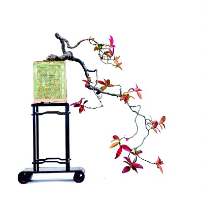 盆景艺术:无声的诗 立体的画 盆景艺术:无声的诗 立体的画