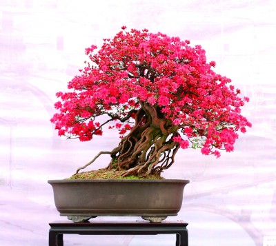 盆景艺术:无声的诗 立体的画 盆景艺术:无声的诗 立体的画