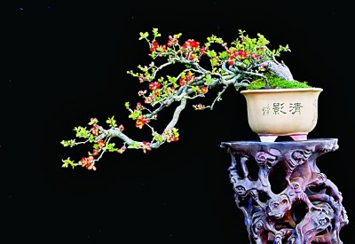 盆景艺术:无声的诗 立体的画 盆景艺术:无声的诗 立体的画