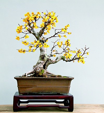 盆景艺术:无声的诗 立体的画 盆景艺术:无声的诗 立体的画