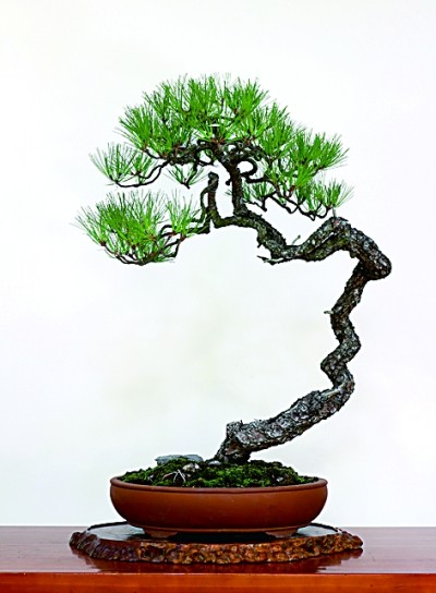 盆景艺术:无声的诗 立体的画 盆景艺术:无声的诗 立体的画