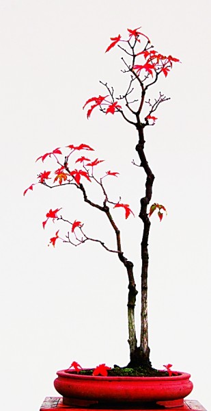 盆景艺术:无声的诗 立体的画 盆景艺术:无声的诗 立体的画