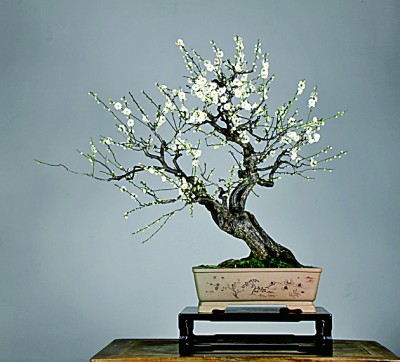 盆景艺术:无声的诗 立体的画 盆景艺术:无声的诗 立体的画