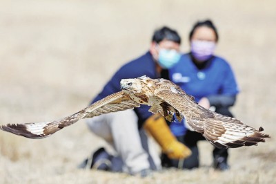 二十载真情守护 3000多只猛禽从这里重返蓝天