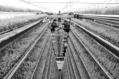 立体培苗助春耕