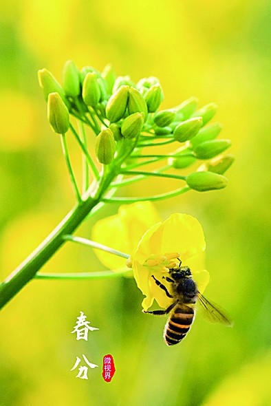 春色正中分 春色正中分
