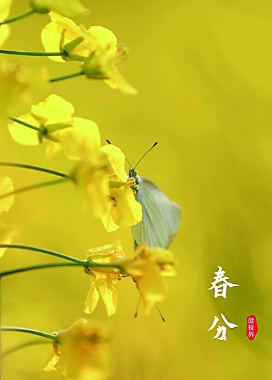 春色正中分 春色正中分