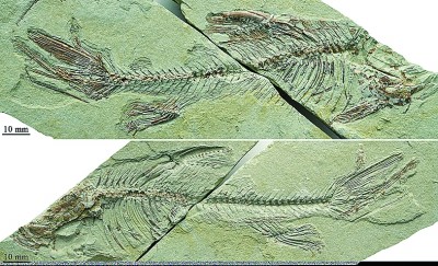 青藏高原古鱼类研究获新进展