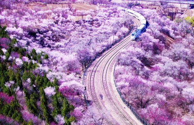 赏花经济，如何玩出新“花”样