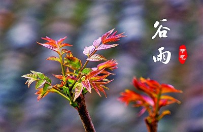 谷雨：一切美好奔赴而来